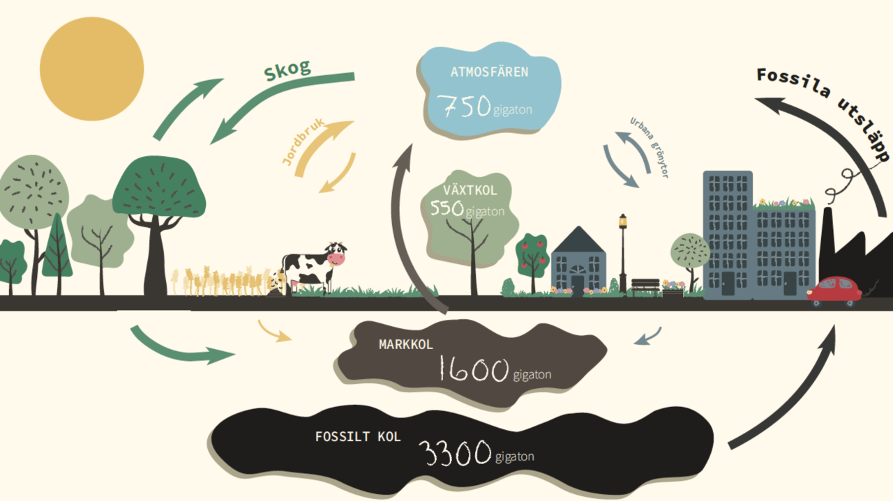 den terrestra kolcykeln